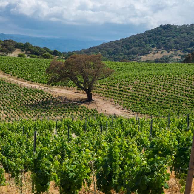 Taste Gallura: Try our products and discover our winery. - Exploring the Experience: A Closer Look