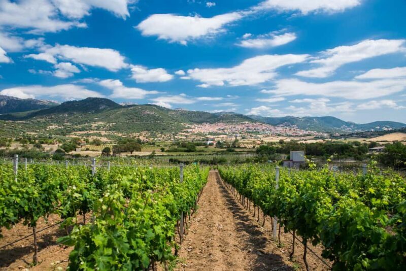 Taste Gallura: Try our products and discover our winery. - Detailed Breakdown of the Experience