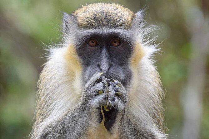 Taste of Barbados Full-Day Sightseeing tour - An In-Depth Look at the "Taste of Barbados" Experience