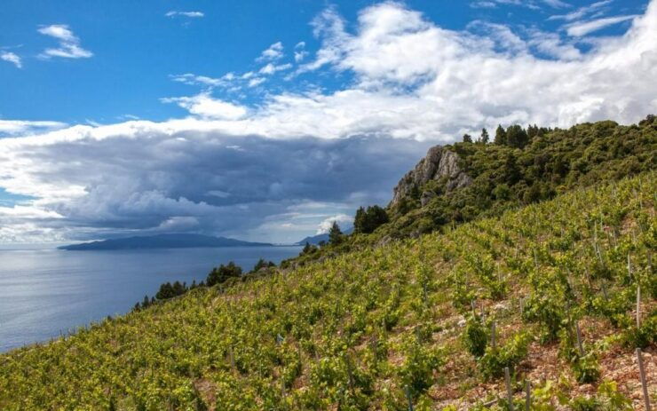 Taste of Dubrovnik and Ston - Day Trip From Dubrovnik - Booking Information