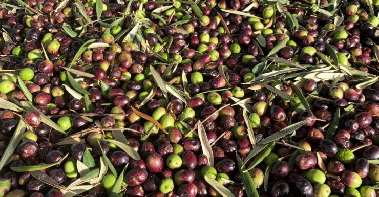 Taste of Le Marche Tour - Local Cuisine Experience