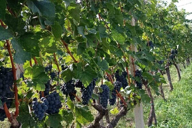 TASTE OF MONTENEGRO - Gastro Tour of Montenegrian Wine and food - An In-Depth Look at the Experience