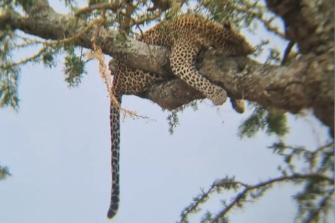 Taste of Tanzania: 3 Day Safari Tour - Frequently Asked Questions