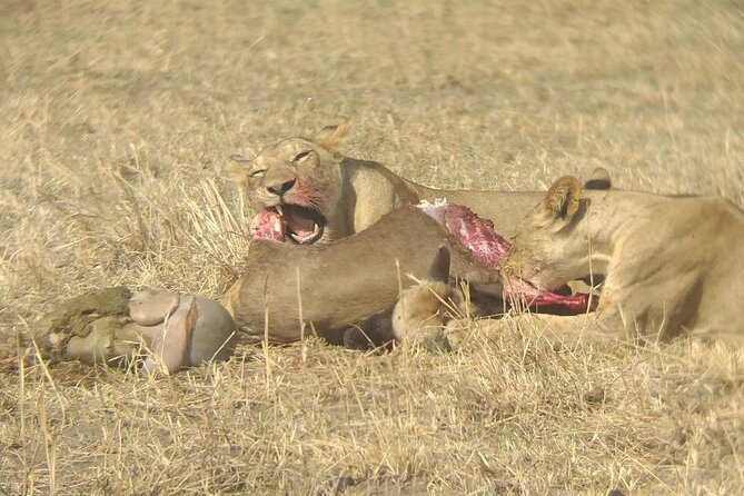 Taste of Tanzania: 3 Day Safari Tour - The Sum Up