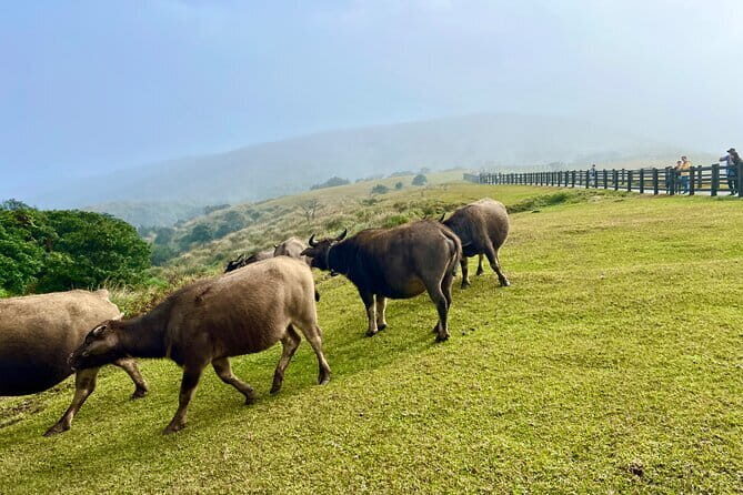 Taste Taipei: Private 6H Food Tour from Keelung Shore Excursion - Authentic Experiences from Past Travelers