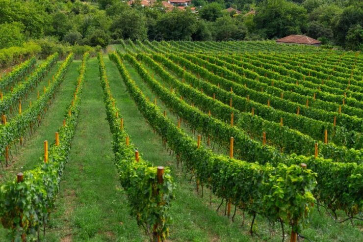 Taste the Local Products and Culinary Treasures of Corfu. - Olive Oil and Wine Tasting