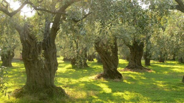 Taste the Local Products and Culinary Treasures of Corfu. - Gastronomic Tour and Authentic Greek Meal