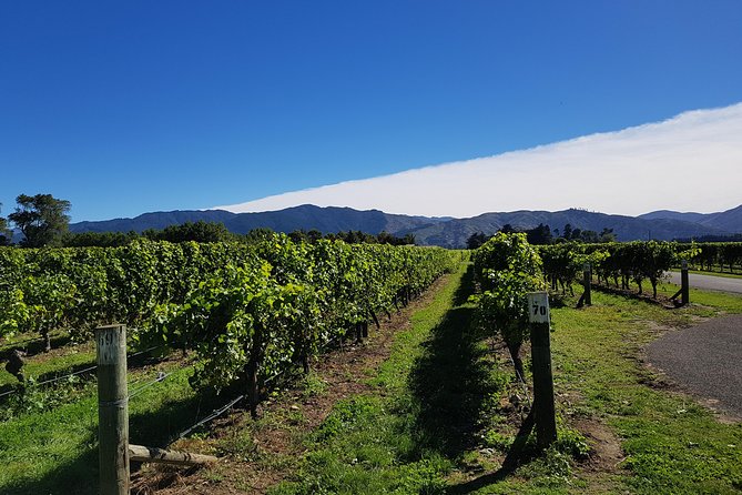 Taste the Valley Wine Tour in Marlborough With Wine Tasting - Tour Details