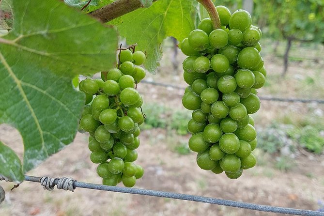 Taste the Valley Wine Tour in Marlborough With Wine Tasting - Reviews and Ratings