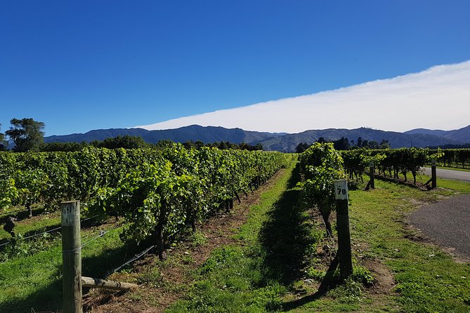 Taste the Valley Wine Tour in Marlborough With Wine Tasting - Common Questions