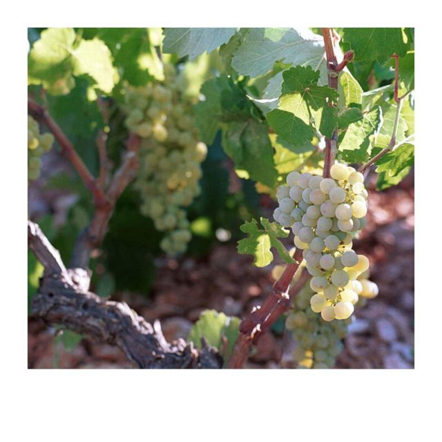 Tastes of Kefalonia: Visit Winery, Organic Farm, Olive Mill - Booking Information