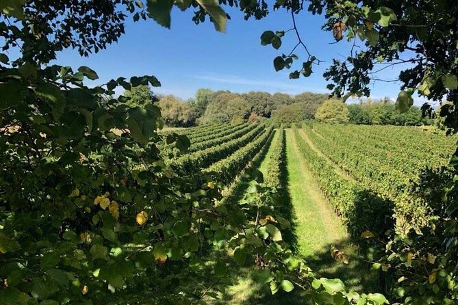 Tasting 6 Wines Exclusive to Azienda Giovanna Tantini - DOC Garda Corvina: Signature Blend