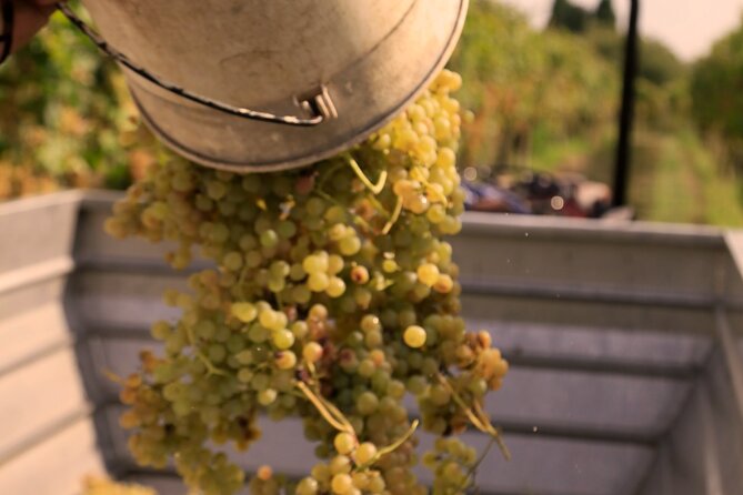Tasting Activity of Barrel Aged-Wines in Valeggio - Event Details