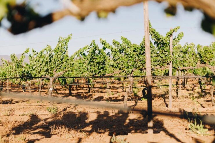Tasting and Tour Through the Vineyard - Experience Highlights