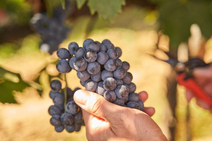 Tasting and Tour Vino Nobile Di Montepulciano - Tour Details