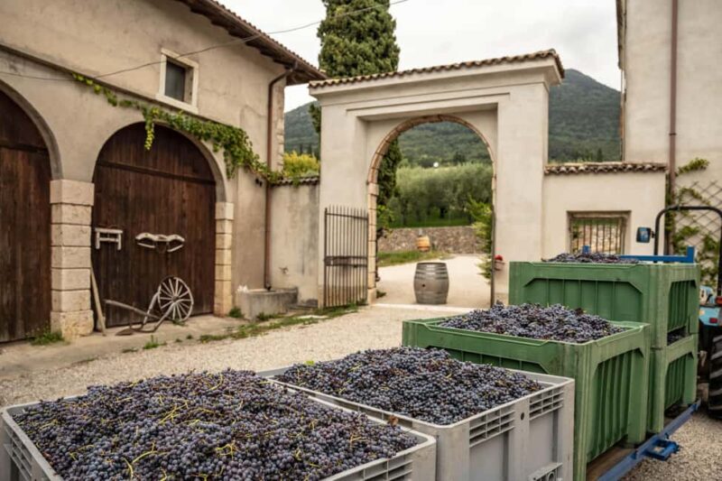 Tasting in the cellar, in Caprino Veronese, Pesina. - The Sum Up