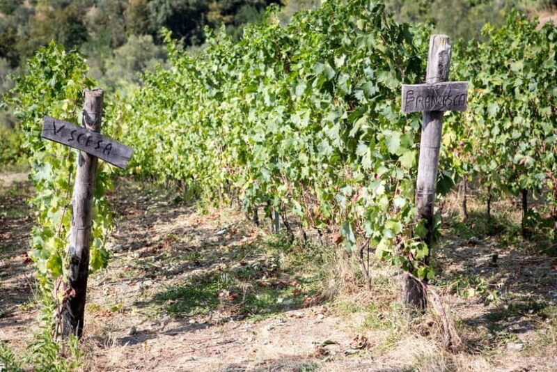 Tasting in the Colli di Luni - Introduction: What Makes This Tour Special