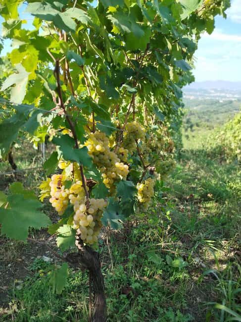 Tasting in the Colli di Luni - Who Will Love This Tour?