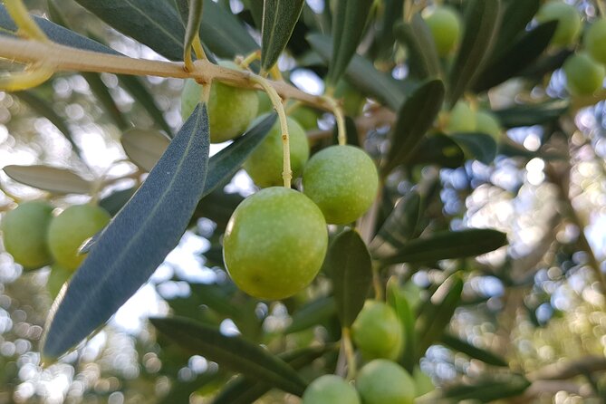 Tasting of Award-Winning Olive Oils - Schedule and Opening Hours