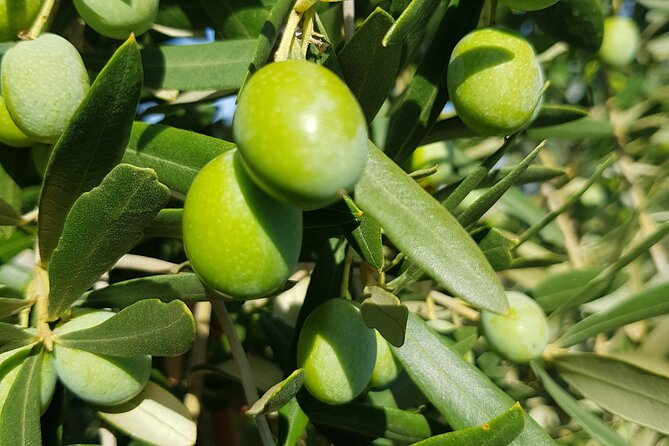 Tasting of Award-Winning Olive Oils - Additional Offerings and Services