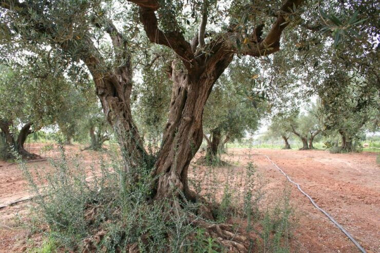 Tasting of Sicilian Olive Oils and Specialties - Good To Know