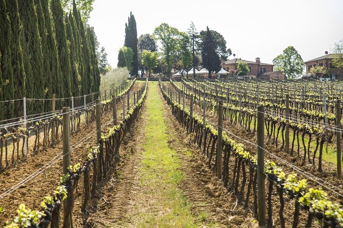 Tasting of the Noble Wine of Montepulciano, Visiting Pienza, From Rome - Guided Visit to Pienza