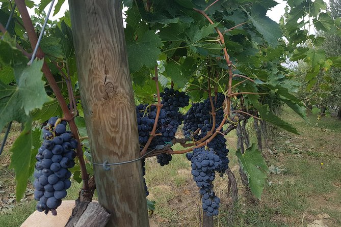 Tasting of the Noble Wine of Montepulciano, Visiting Pienza, From Rome - Lunch With Local Wines