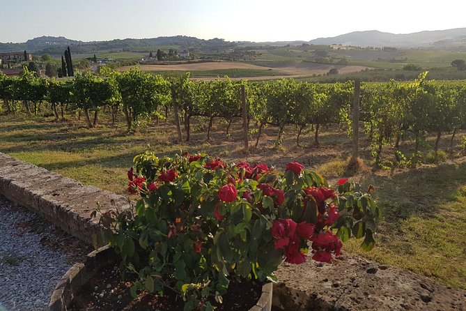 Tasting of the Noble Wine of Montepulciano, Visiting Pienza, From Rome - Flexible Cancellation Policy