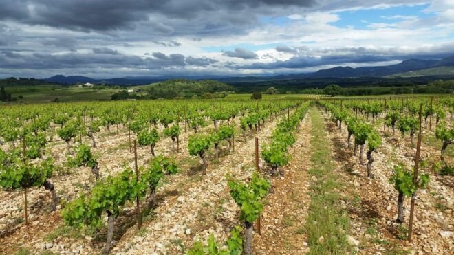 Tasting Tour : the Secrets of the Vineyard Chateau Capion - Detailed Itinerary