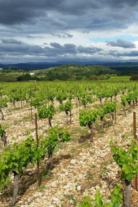 Tasting Tour : the Secrets of the Vineyard Chateau Capion - Questions You May Have