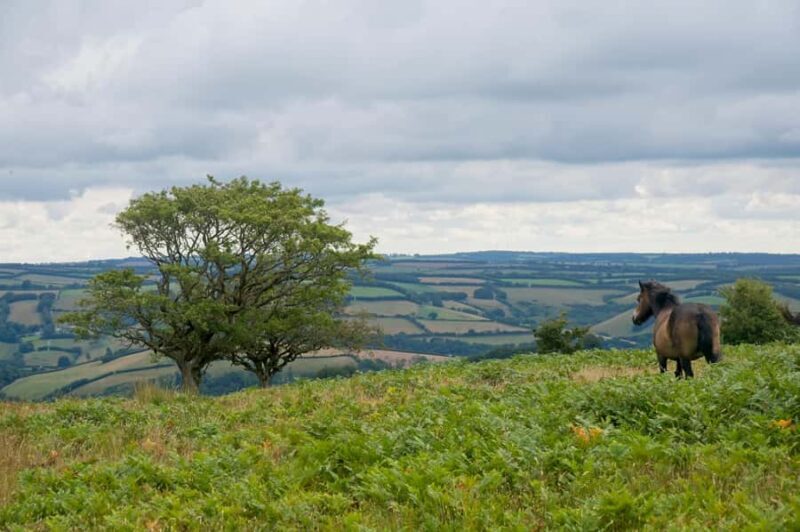 Taupo/Turangi: The Torohe Half-Day Horse Trek - An In-Depth Look at the Torohe Half-Day Horse Trek
