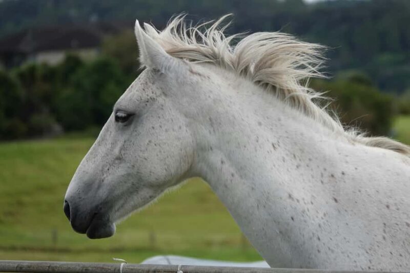Taupo/Turangi: The Torohe Half-Day Horse Trek - Why This Tour Is Worth Considering