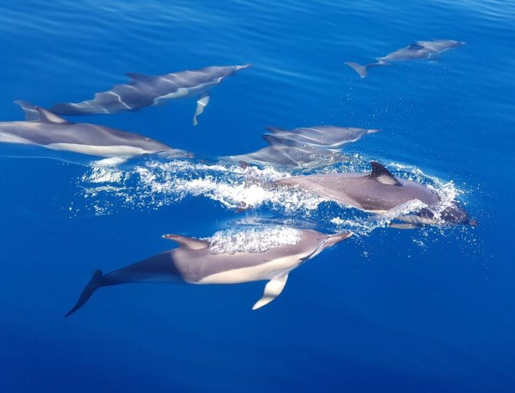 Tauranga: Guided Dolphin and Wildlife Watching Cruise - Activity Information