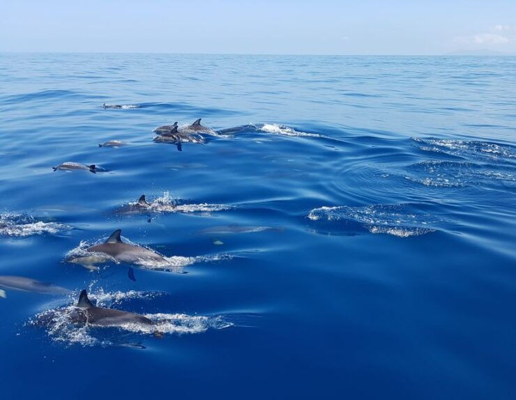 Tauranga: Guided Dolphin and Wildlife Watching Cruise - Experience Highlights