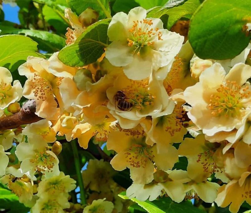 Tauranga: Kiwifruit Destination and Sights Shore Excursion - Good To Know