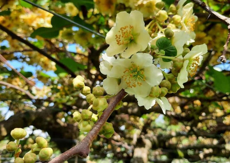 Tauranga: Kiwifruit Destination and Sights Shore Excursion - Final Thoughts