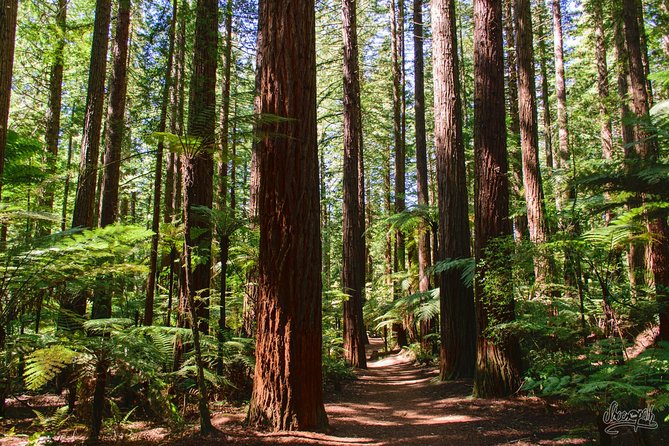 Tauranga - Rotorua: Canopy Tree Walk & Geysers - Private Tour. - Pricing and Additional Information