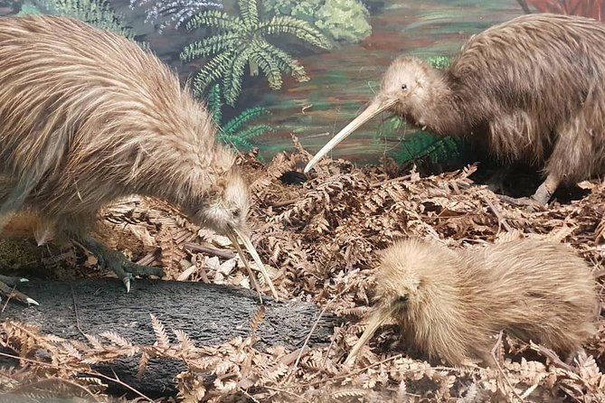 Tauranga Shore Excursion: Waitomo Caves and The Kiwi House - Miscellaneous Comments and Recommendations