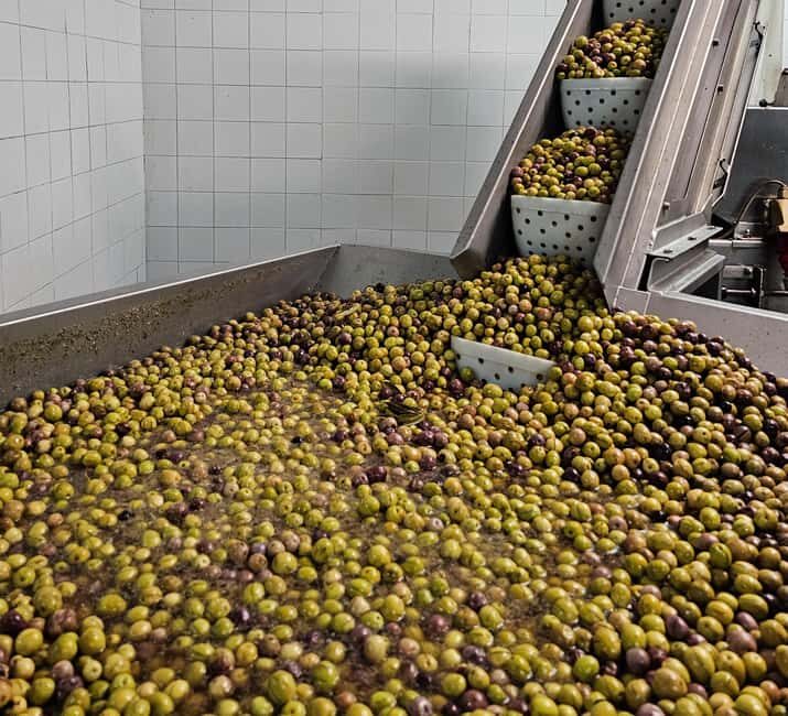 Tavira City & Olive Factory - FAQ