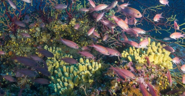 Tavolara Baptism of the Sea/Scuba Experience - Experience Details