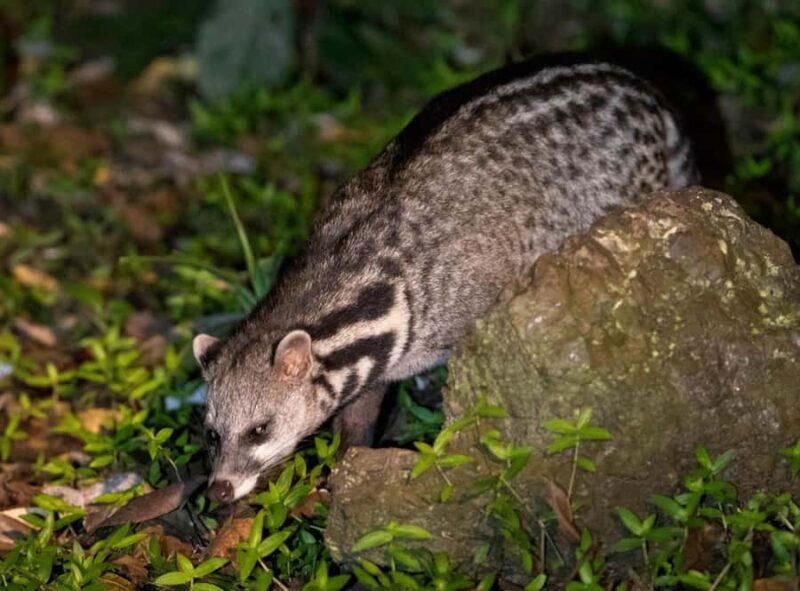 Tawau: 3D2N Maliau Basin The Base - Lost World Expedition - Day Two: Exploring the Heights and Forest Trails