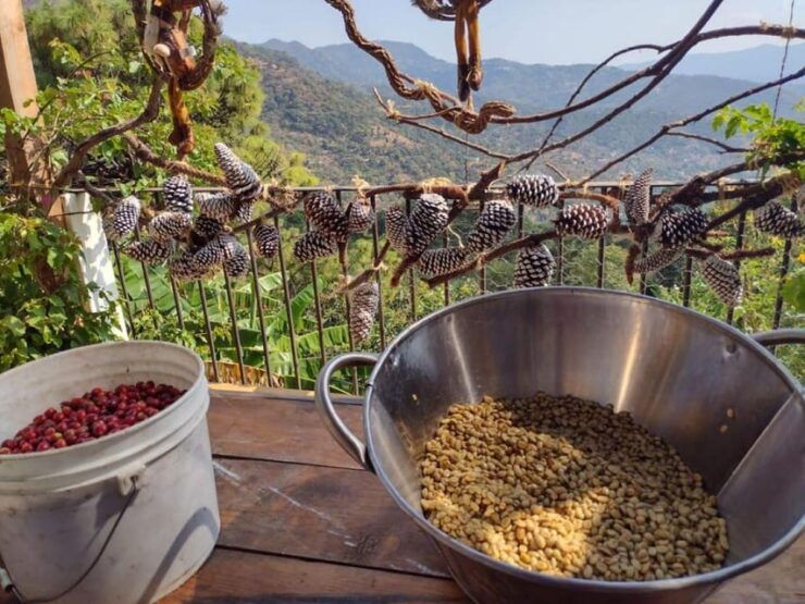 Taxco: Organic Coffee Garden Experience - Good To Know