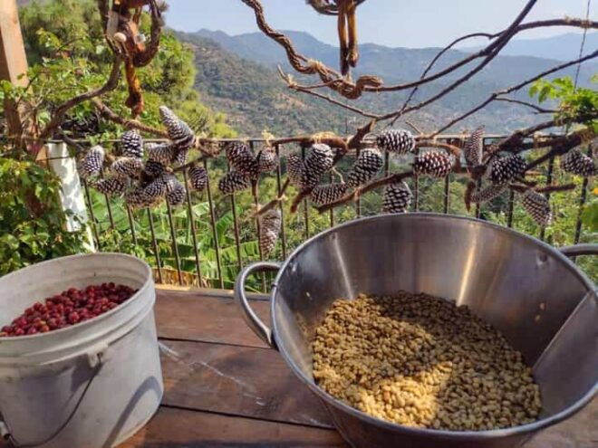 Taxco: Organic Coffee Garden Experience - Coffee Cultivation Process