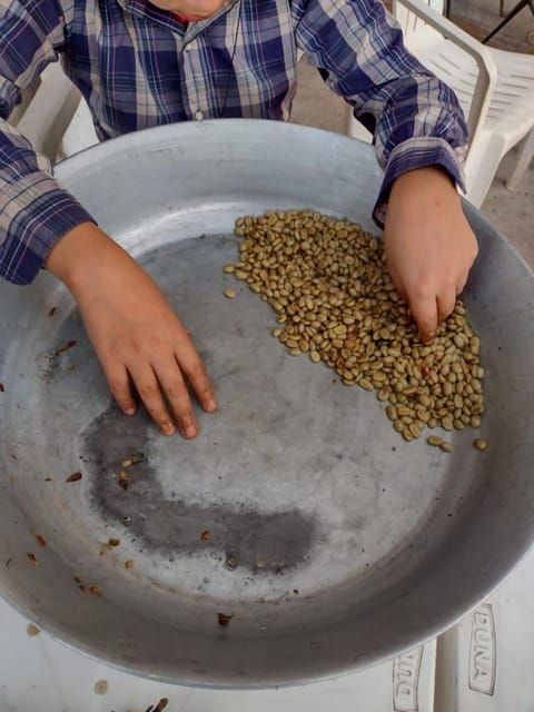Taxco: Organic Coffee Garden Experience - Unique Features