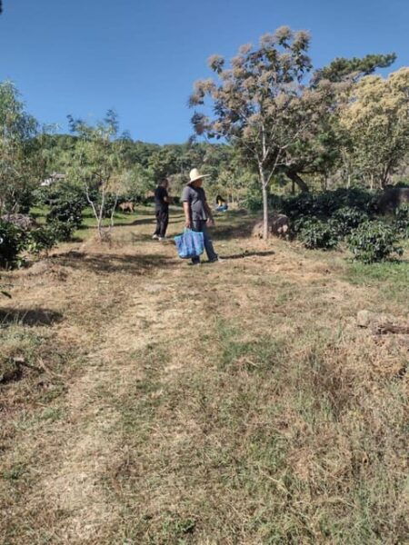 Taxco: Organic Coffee Garden Experience - Water Wells and Pool