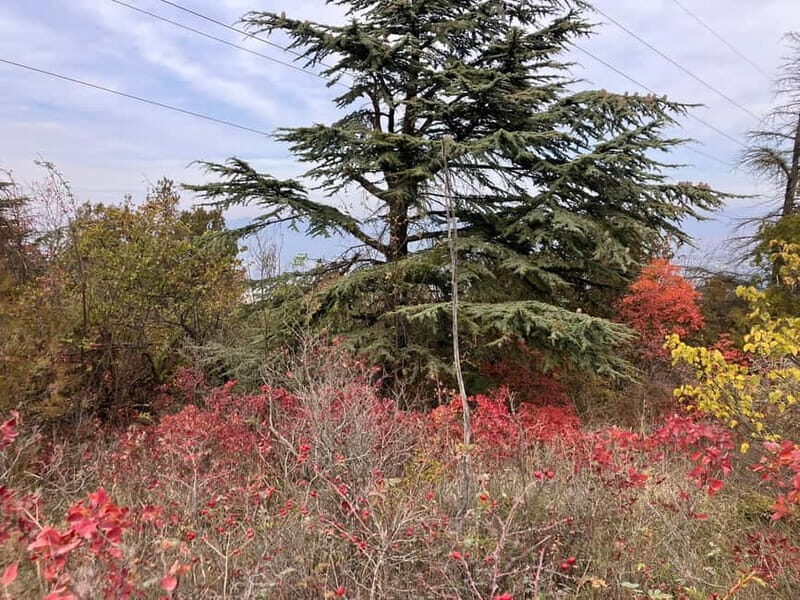 Tbilisi: Delightful Trail over the City - Practical Details: Price, Duration, and What to Bring