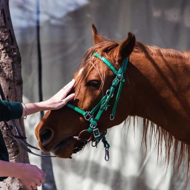 Tbilisi: Kakheti Horse Riding, Wine Tasting, and Cooking - Practical Tips and Considerations