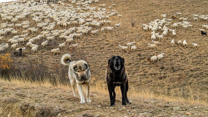 Tbilisi: Real Adventure Gareja & Rainbow Desert 4x4 + Hike - Final Thoughts