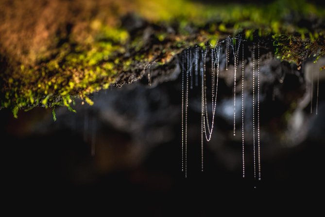 Te Anau Glow Worm Caves Tour - Inclusions