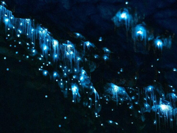 Te Anau: Glowworm Caves Guided Tour - Activity Details